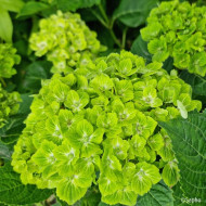Hydrangea macrophylla Green Ever Belles ® 'Hortmagrec