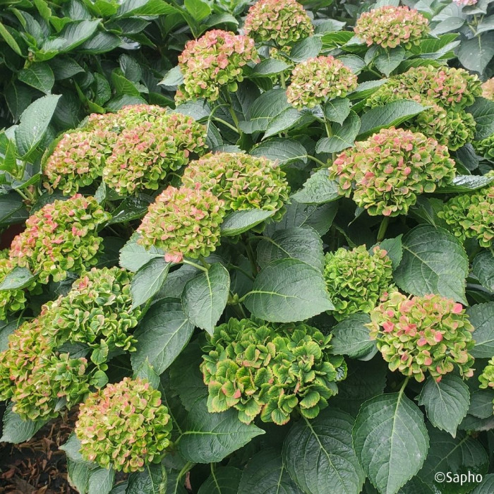 Hydrangea macrophylla Green Ever Belles ® 'Hortmagrec