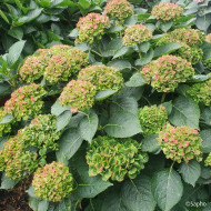Hydrangea macrophylla Green Ever Belles ® 'Hortmagrec