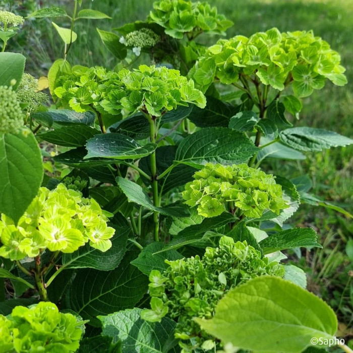 Hydrangea macrophylla Green Ever Belles ® 'Hortmagrec