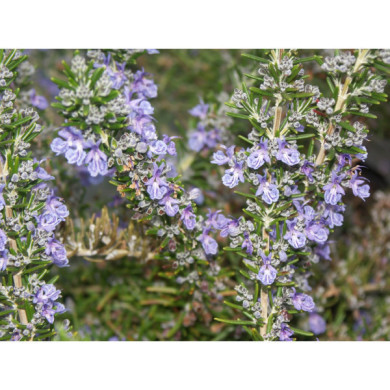 Rosmarinus officinalis 'Pointe du Raz'