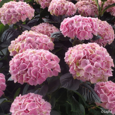 Hydrangea macrophylla Pink Ever Belles ® 'Hokomaplico'