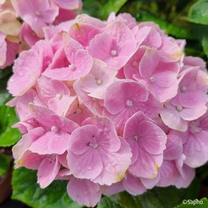 Hydrangea macrophylla Pink Ever Belles ® 'Hokomaplico'