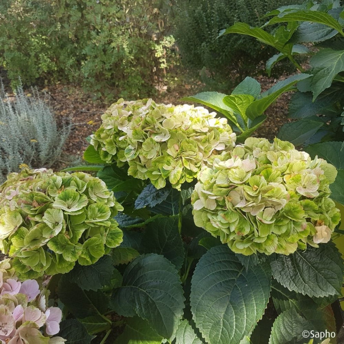 Hydrangea macrophylla Pink Ever Belles ® 'Hokomaplico'