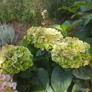 Hydrangea macrophylla Pink Ever Belles ® 'Hokomaplico'