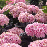 Hydrangea macrophylla Pink Ever Belles ® 'Hokomaplico'