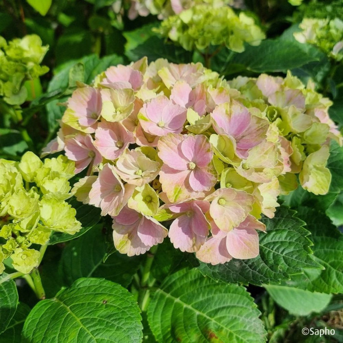 Hydrangea macrophylla Pink Ever Belles ® 'Hokomaplico'