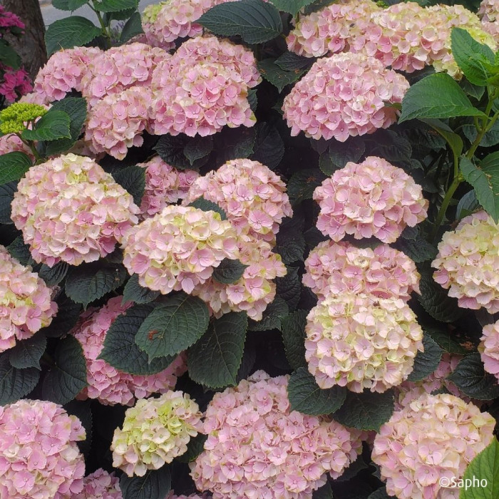 Hydrangea macrophylla Pink Ever Belles ® 'Hokomaplico'
