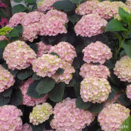 Hydrangea macrophylla Pink Ever Belles ® 'Hokomaplico'