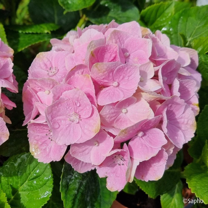 Hydrangea macrophylla Pink Ever Belles ® 'Hokomaplico'