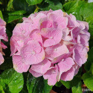 Hydrangea macrophylla Pink Ever Belles ® 'Hokomaplico'