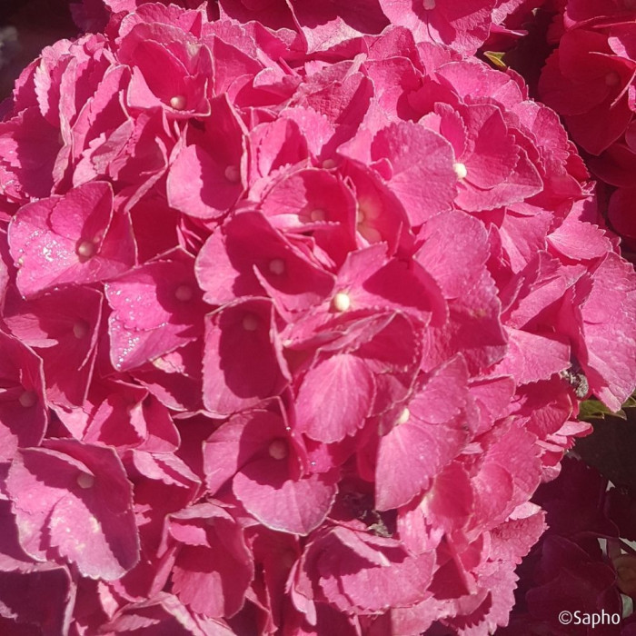 Hydrangea macrophylla Red Ever Belles ® 'Hortmallegretto'