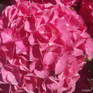 Hydrangea macrophylla Red Ever Belles ® 'Hortmallegretto'