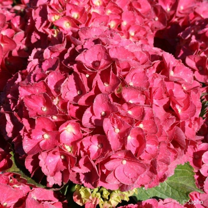Hydrangea macrophylla Red Ever Belles ® 'Hortmallegretto'