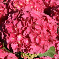 Hydrangea macrophylla Red Ever Belles ® 'Hortmallegretto'