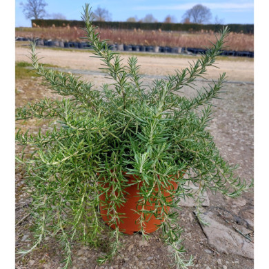 Rosmarinus officinalis 'Pointe du Raz'