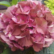 Hydrangea macrophylla Red Ever Belles ® 'Hortmallegretto'