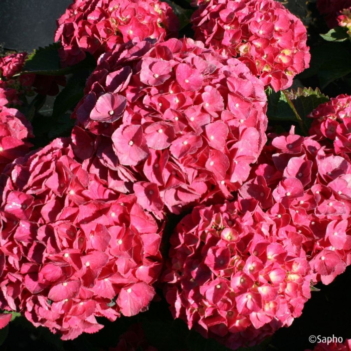 Hydrangea macrophylla Red Ever Belles ® 'Hortmallegretto'