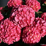 Hydrangea macrophylla Red Ever Belles ® 'Hortmallegretto'