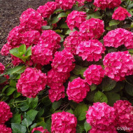Hydrangea macrophylla Red Ever Belles ® 'Hortmallegretto'