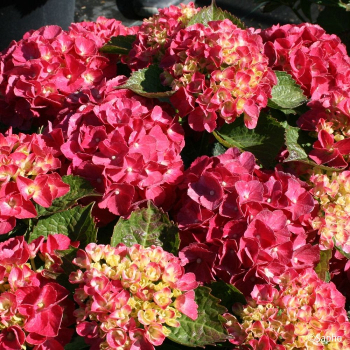 Hydrangea macrophylla Red Ever Belles ® 'Hortmallegretto'
