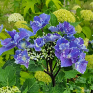 Hydrangea macrophylla 'Aya' SO LONG®