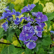 Hydrangea macrophylla 'Aya' SO LONG®