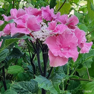 Hydrangea macrophylla 'Aya' SO LONG®