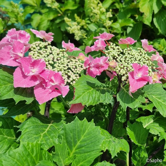 Hydrangea macrophylla 'Aya' SO LONG®