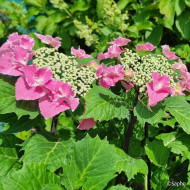 Hydrangea macrophylla 'Aya' SO LONG®