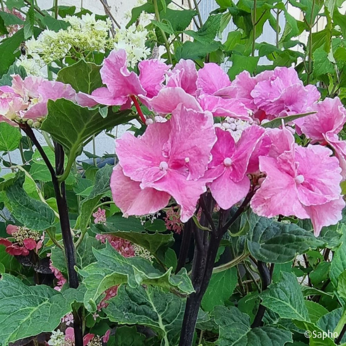 Hydrangea macrophylla 'Aya' SO LONG®