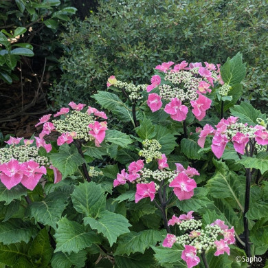 Hydrangea macrophylla 'Aya' SO LONG®