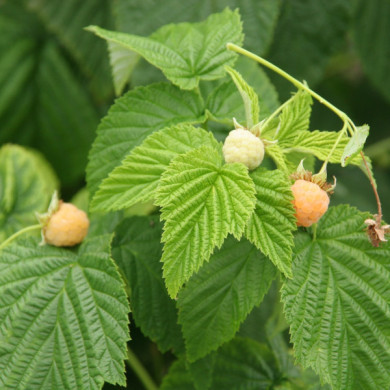 Framboisier 'Fallgold'