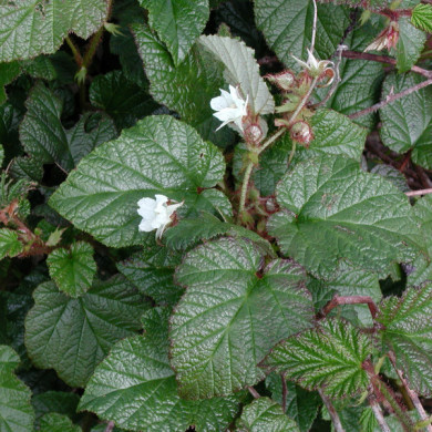 Rubus tricolor