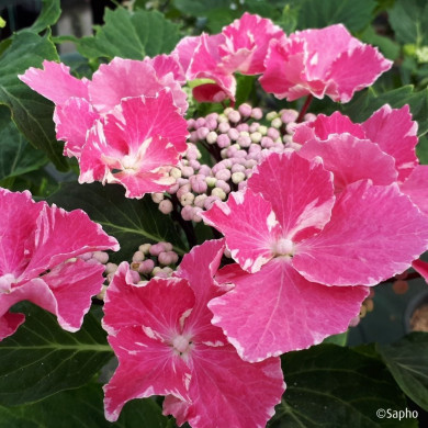 Hydrangea macrophylla 'Aya' SO LONG®