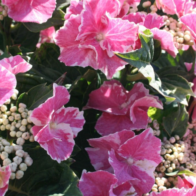 Hydrangea So Long® Starlit Sky