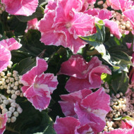 Hydrangea So Long® Starlit Sky