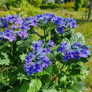 Hydrangea So Long® Starlit Sky
