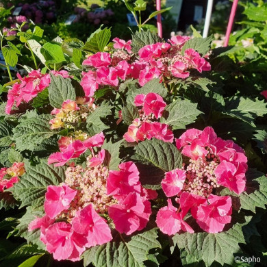 Hydrangea So Long® Starlit Sky