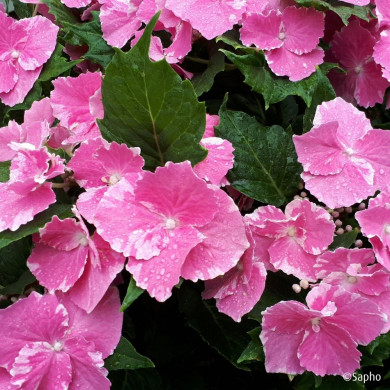 Hydrangea So Long® Starlit Sky