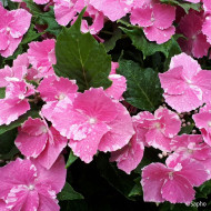 Hydrangea So Long® Starlit Sky