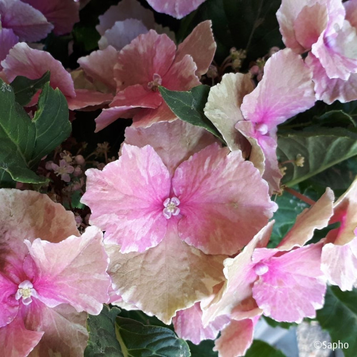 Hydrangea So Long® Starlit Sky
