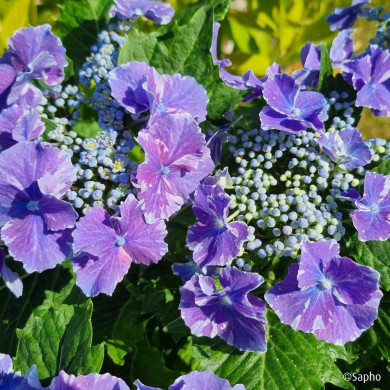 Hydrangea So Long® Starlit Sky