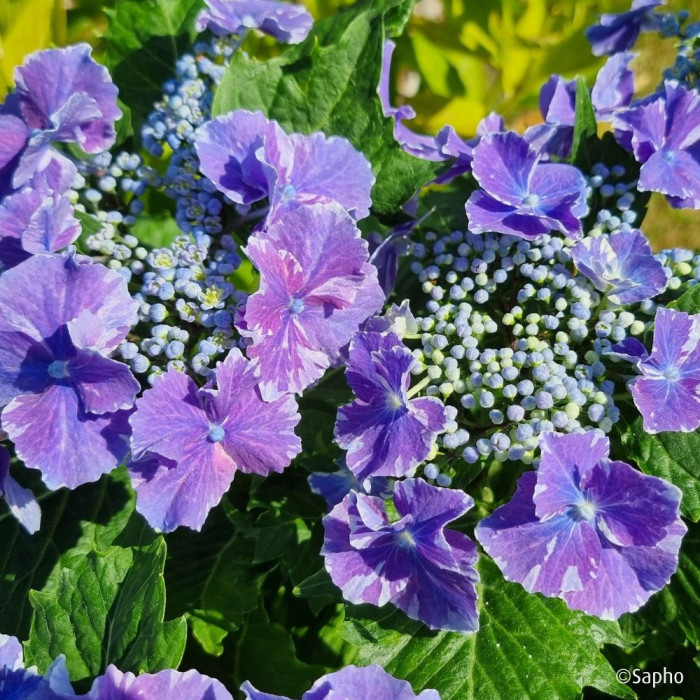 Hydrangea So Long® Starlit Sky
