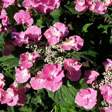 Hydrangea So Long® Starlit Sky