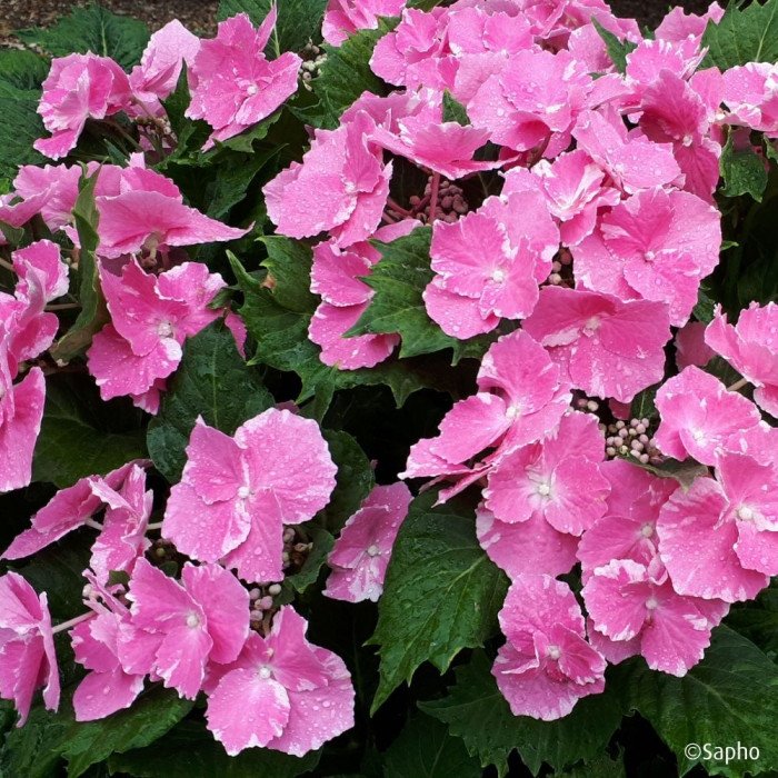 Hydrangea So Long® Starlit Sky