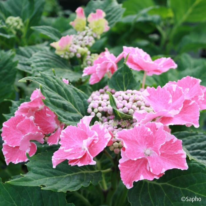 Hydrangea So Long® Starlit Sky