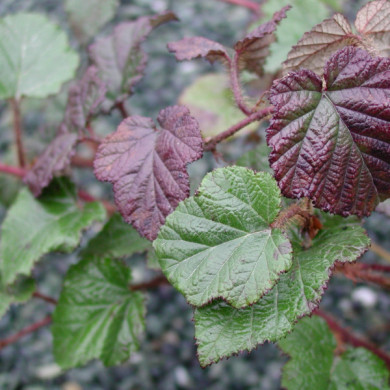 Rubus tricolor