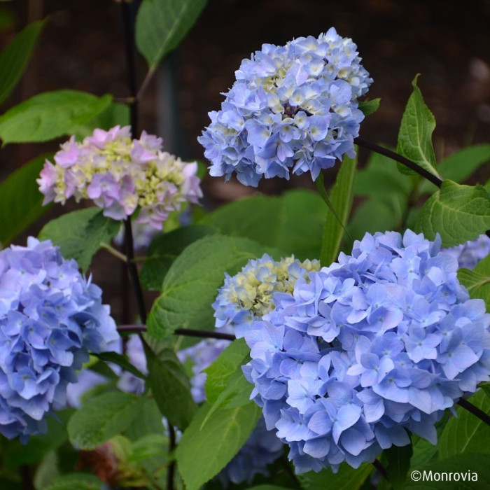 Hydrangea macrophylla 'MONMAR' SO LONG® EBONY
