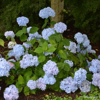 Hydrangea macrophylla 'MONMAR' SO LONG® EBONY